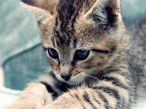 Download and use 7,000+ cat stock photos for free. Kitten - Cats Wallpaper (18565791) - Fanpop