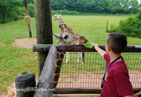 Four Things Youll Love About Fort Wayne Childrens Zoo