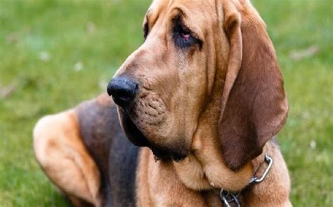 All About Bloodhound Dog Breed Origin Behavior Trainability Facts