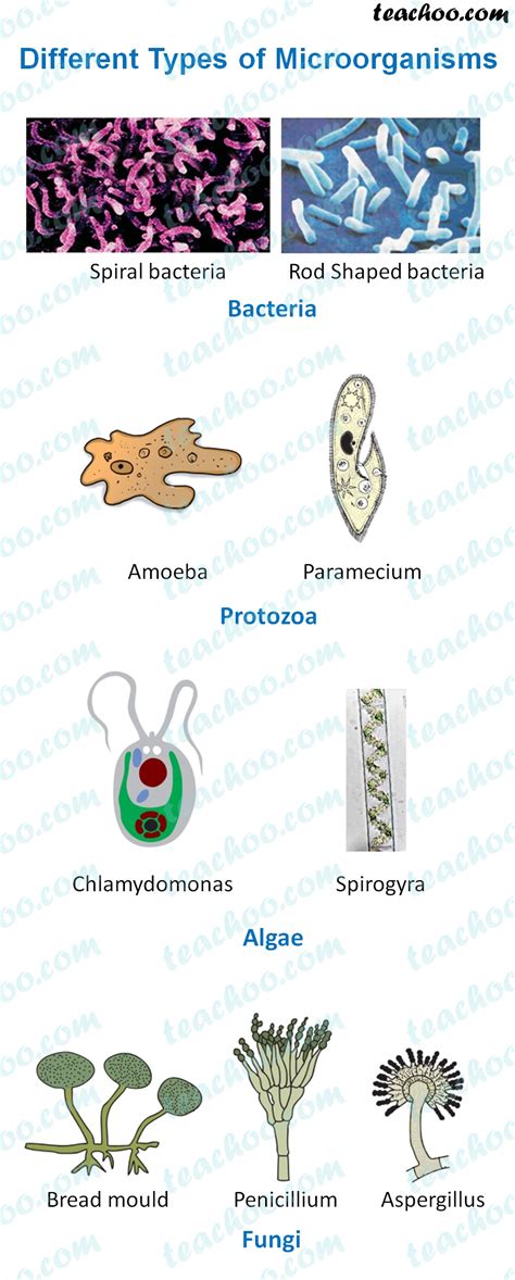 types of bacteria chart