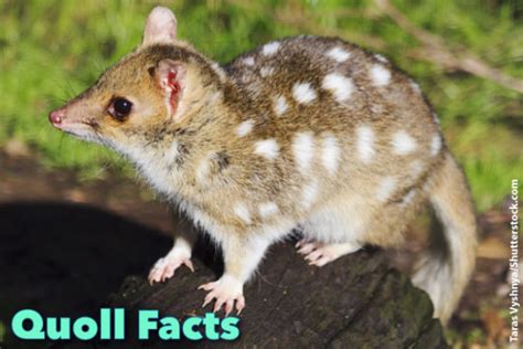 Quoll Facts For Kids Information Pictures And Video