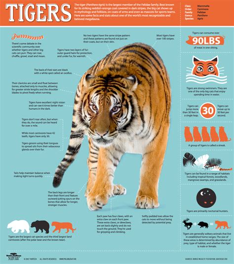 Siberian Tiger Quest ~ Infographic All About Tigers Nature Pbs