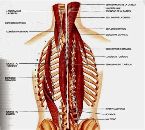 aprende todo sobre el músculo erector de la columna