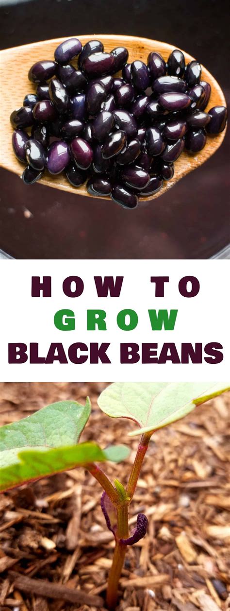 How To Grow Black Bean Plants From Seeds In Your Vegetable Garden