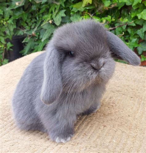 Épinglé Sur Cute Pet Rabbits