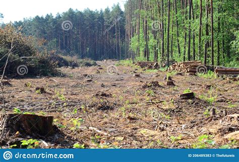 Deforestation Clearcut Logging Area Of Pine Forest With A Lot Of Tree
