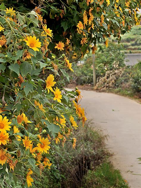 Sunflower Daisy Tree Tithonia Diversifolia Urban Perennials