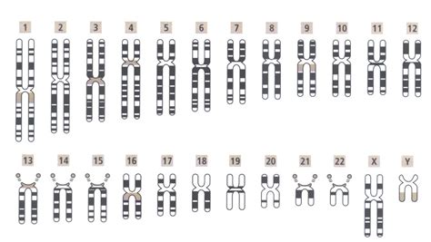 Die begriffe haploid und diploid beschreiben die anzahl an chromosomensätzen. Pathologie für Informatiker