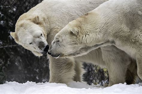 Image Polar Bears At Como Zoo In St Paul Minnesota Copy