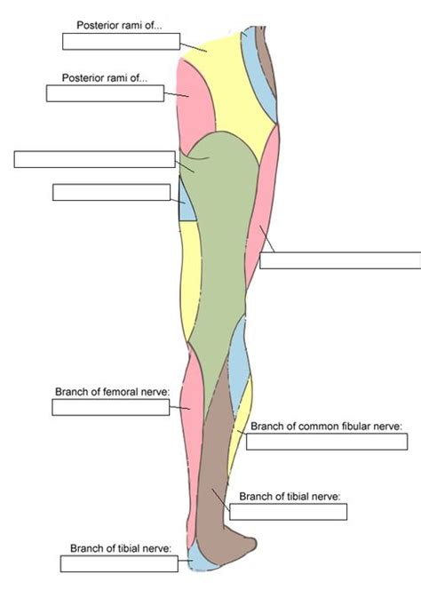Cutaneous Nerves Of The Lower Limb Posterior Kwizmi Medical