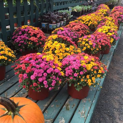 Plant Mums In The Fall
