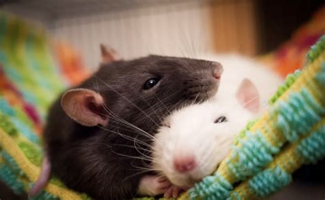 Why Rats Are Good Pets To Have Letterpile