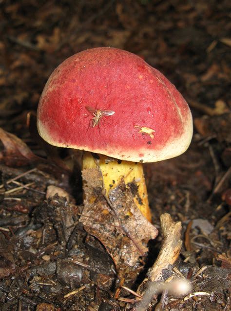 Georgia Mushrooms Mushroom Hunting And Identification