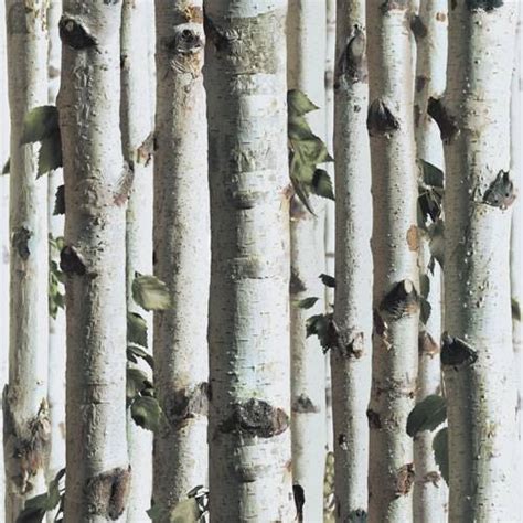 Free Download Silver Birch J Forest Tree Grey Wood Twig Muriva Wallpaper X For Your