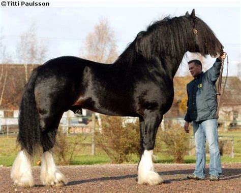 Shire Stallion Acle Magnum Clydesdale Horses Horse Breeds Big Horses
