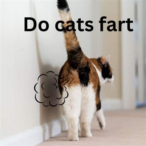 Do Cats Fart What You Need To Know Cats Nino