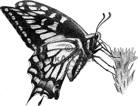 Ink brush pen, chinese style black ink, watercolor painting, ink png. Line Drawings Of Butterflies - Cliparts.co