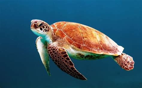 Brown Turtle Swimming Underwater Image Free Photo