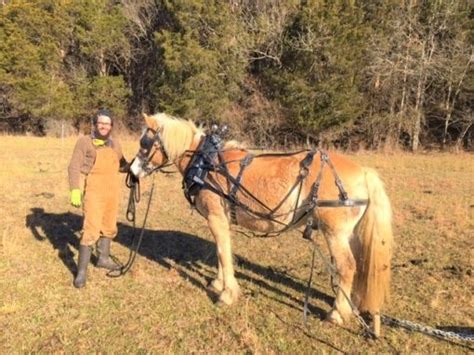 Farmwork Harness For Horses Mini Through Draft Chimacum Tack