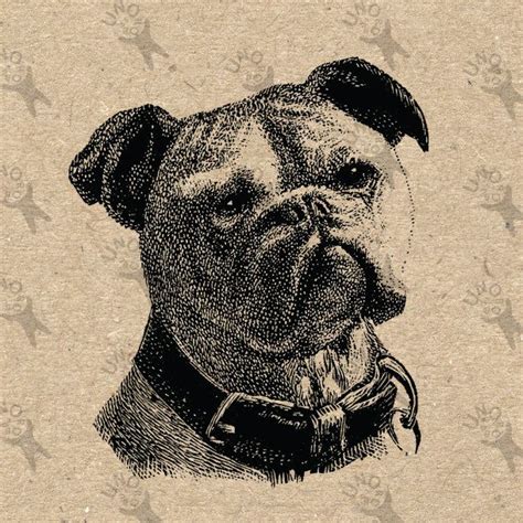Bulldog Image Instant Download Digital Printable Vintage Etsy