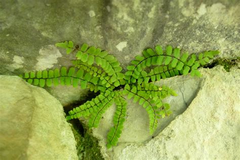 Asplenium Trichomanes Subsp Pachyrachis Dalle Du Tuet S Flickr