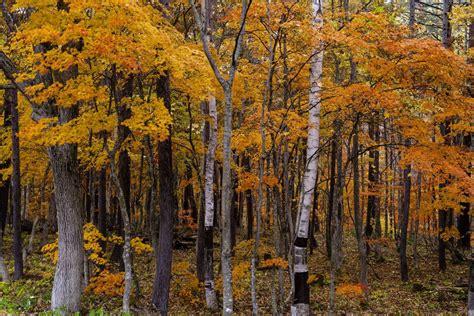 秋の雑木林 | GANREF