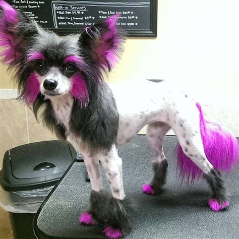Chinese Crested Chinese Dog Chinese Crested Dog Chinese Crested