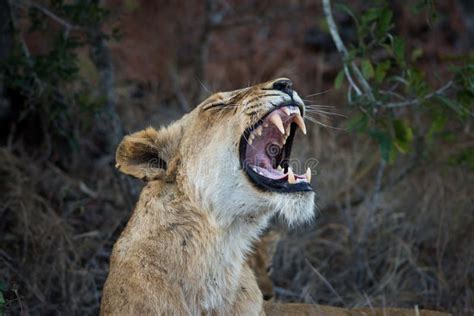 Female Lion Showing Teeth Stock Photo Image Of Nature 61236466