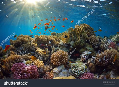 Beautiful View Sea Life Stock Photo 108210413 Shutterstock