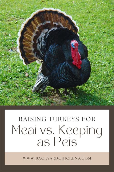 Raising Turkeys For Meat Vs Keeping As Pets In 2023 Raising Turkeys