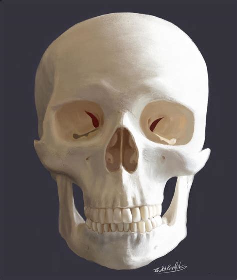 Skull Frontal Study By Wolkenfels On Deviantart