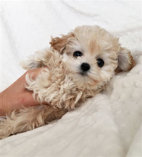 Maltipoo Puppies For Sale In California Cheap Maltipoo Puppies For