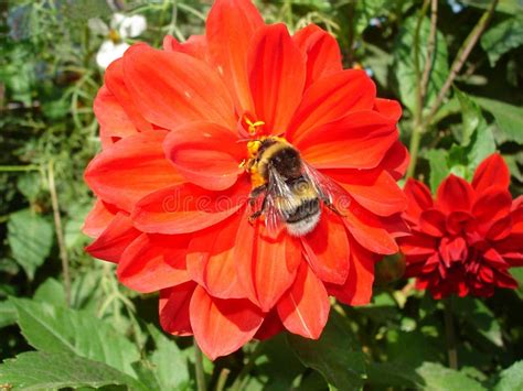 Bee And Red Dahlia Flower Stock Photo Image Of Beautiful 58954298