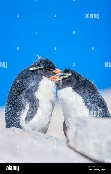 Dos pingüinos de Rockhopper Eudyptes chrysocome mostrando afecto Islas Malvinas Sudamérica