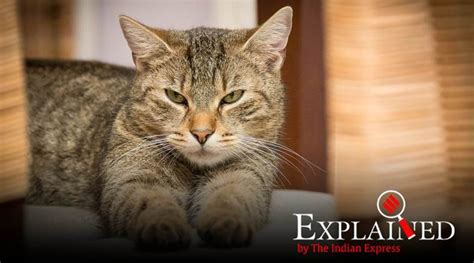 The majority of cats can happily coexist with a dog if they are given time to comfortably get to know each other. Explained: A cat has tested positive for coronavirus. Can ...