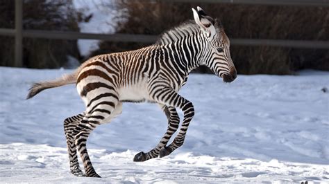 Zoo welcomes new baby zebra - 660 NEWS