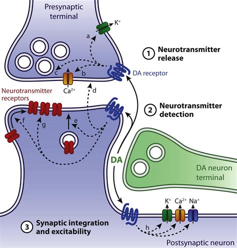 dopaminergic modulation of synaptic transmission in cortex and striatum neuron