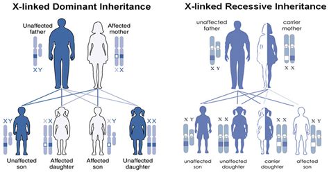 Solved What Is Gene Inheritance In Terms Of Dominant Recessive Sex