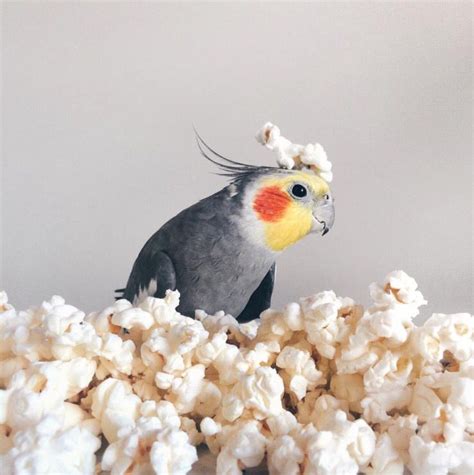 Can Birds Eat Popcorn Best Guide For Bird Lovers