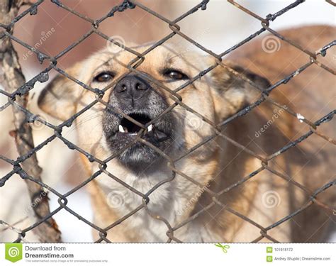 Angry Dog Behind A Fence Stock Photo Image Of Mammal 101918172