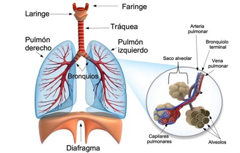 Sistema Respiratorio Anatom A M Dica Anatomia Y Fisiologia Humana