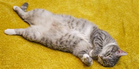 Why Do Cats Show Their Bellies