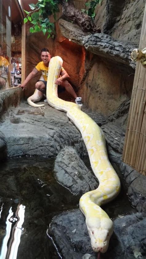 Twinkie An Albino Reticulated Python Heralded As The Worlds Largest