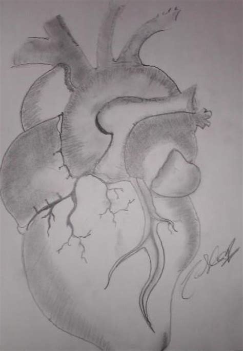 Https://flazhnews.com/draw/how To Draw A Beating Heart