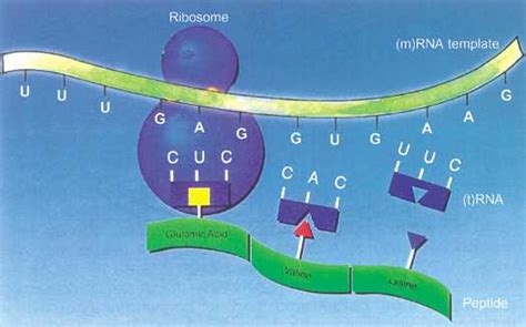 DNA การสังเคราะห์โปรตีน