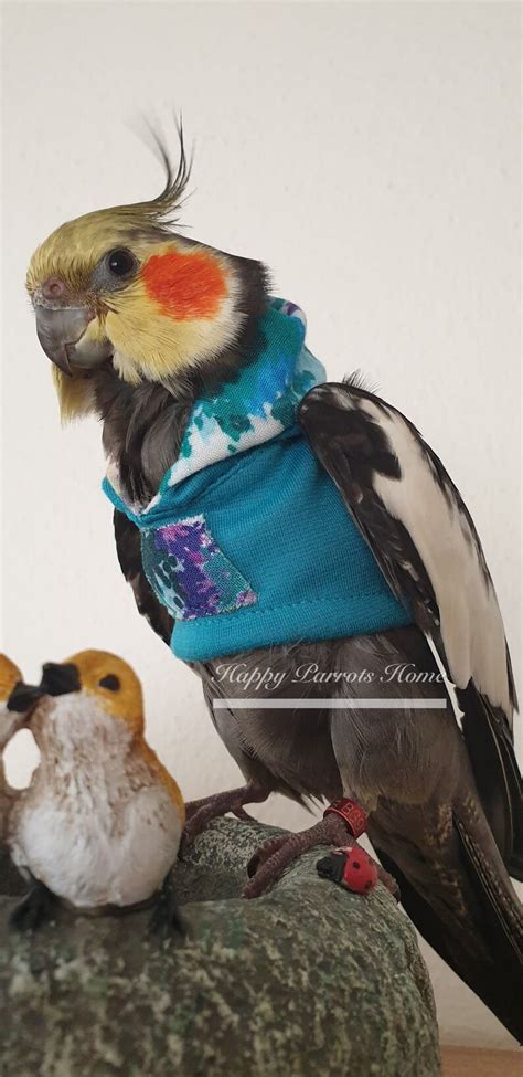 Hoodie Birdie Pet Parrot Bird Hoodie For African Grey Eclectus Etsy