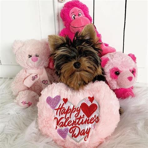 Repost Potatotheyorkie Happy Valentines Day To Everyone