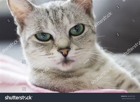 Turquoise Eyed Cat Close Up Stock Photo 464545352 Shutterstock