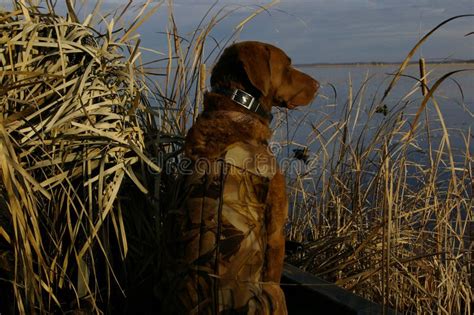 Duck Hunting Dog Stock Image Image Of Hunt Collar Lake 27651899