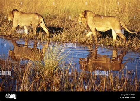 Lions Panthera Leo Okavango Delta Botswana Stock Photo Alamy
